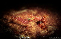 The square eyeball
Red army shrimp (Rhynchocinetes Durba... by Mr Chai 